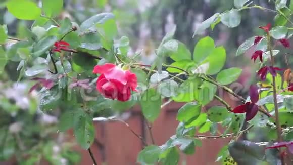 雨落在院子里的粉红色玫瑰上视频的预览图