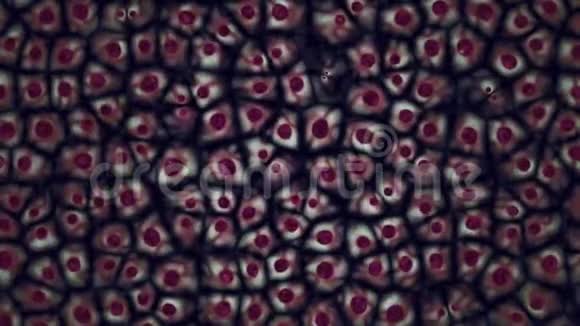 胚胎干细胞集落在显微镜下的无缝三维动画视频的预览图