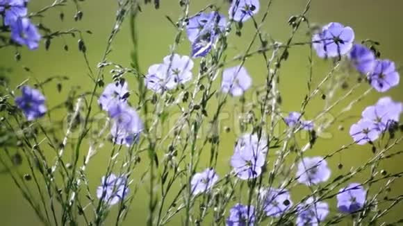 夏日花园里温柔的花视频的预览图
