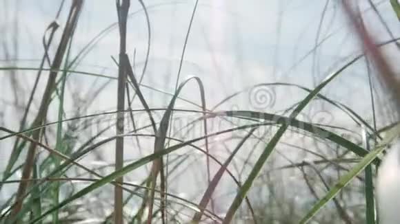 野草丛生视频的预览图