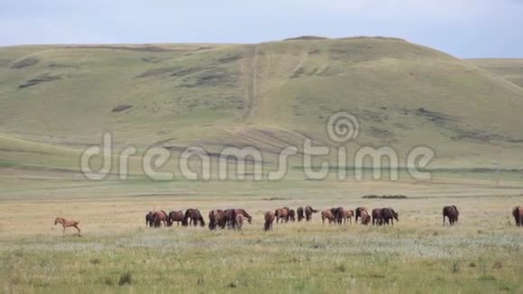 夏天在草地上牵着一匹小马驹的母马有森林和红土的湖和山视频的预览图