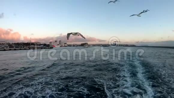 饥饿的海鸥与渡船一起飞越土耳其伊斯坦布尔的博斯普鲁斯视频的预览图