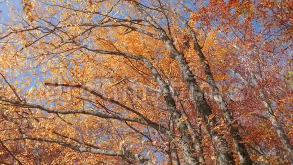顶着蓝天的金色树叶的树冠俯视图视频的预览图