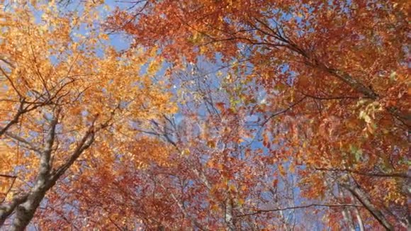 顶着蓝天的金色树叶的树冠俯视图视频的预览图