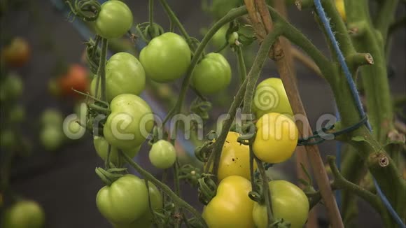 未成熟的西红柿接近视频的预览图