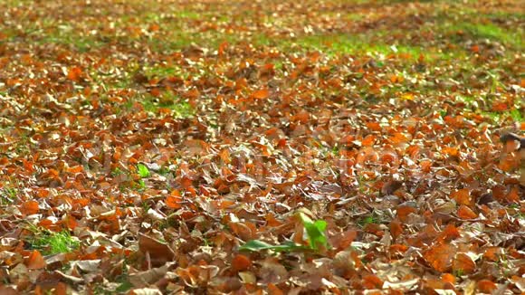女人的脚在公园的秋叶上视频的预览图