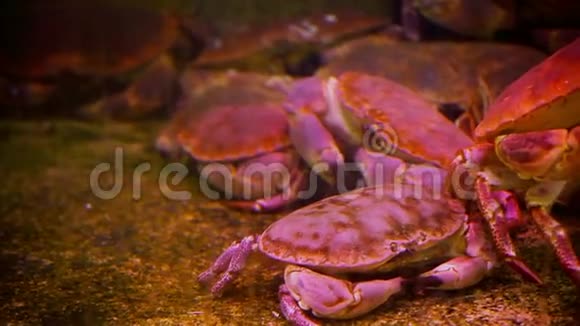 螃蟹水族馆里的甲壳类螃蟹视频的预览图