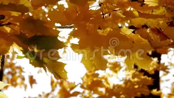 秋叶秋天特写叶子黄叶和阳光视频的预览图