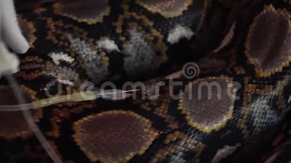 医生将滴滴放在蟒蛇的身体里野生动物兽医服务视频的预览图