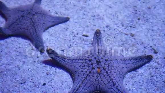 海洋热带异国海星在水族馆底部特写两只神奇的海星躺在沙底干净的地方视频的预览图