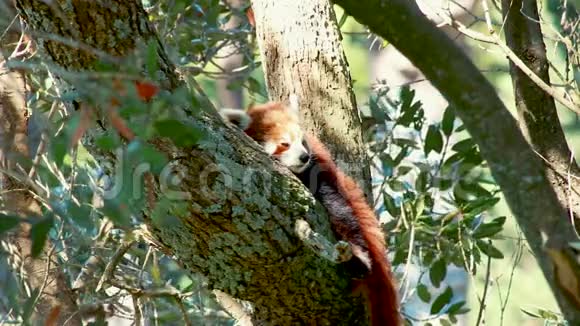 熊猫睡在树上视频的预览图