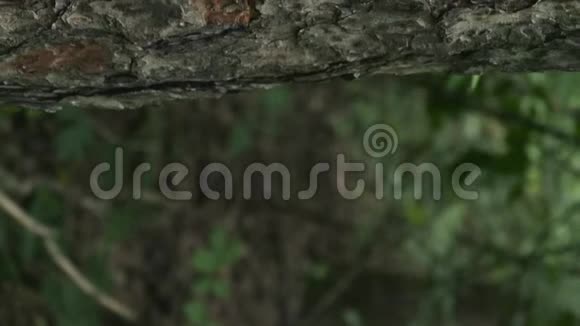 在森林背景下拍摄灰色松树树皮的特写视频视频的预览图