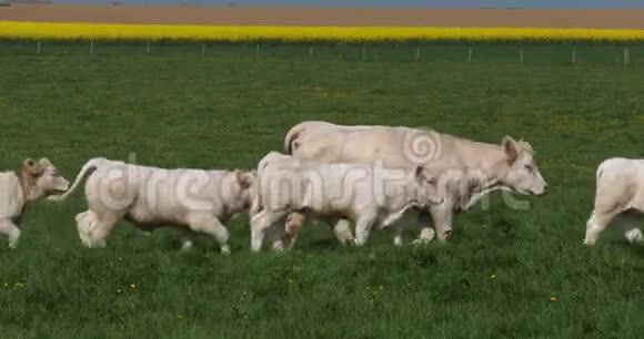 法国野牛一只法国野牛赫尔德穿过草地法国诺曼底慢动作视频的预览图
