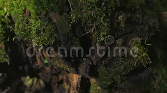 电影视频在平稳的运动与一棵孤独的树生长出来的MOS视频的预览图