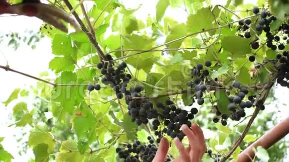 在葡萄园里收割成熟的葡萄视频的预览图