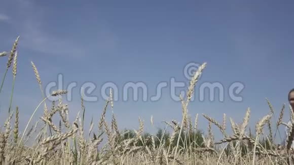 年轻苗条的女人穿着白色衬衫和牛仔裤留着一头长发穿过成熟的麦田直到夏天阳光明媚的日子视频的预览图