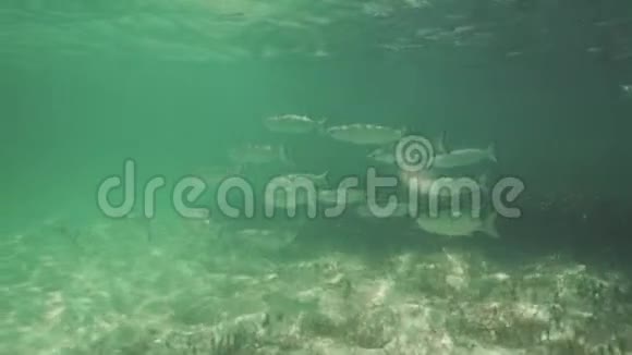 在炎热的夏日加勒比海海滩和在珊瑚礁中游泳的鱼视频的预览图