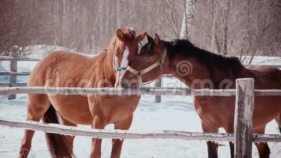 霜天晴两马相抚马的浪漫视频的预览图
