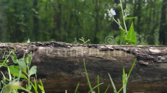 湿的腐烂的针叶树原木在平滑的对称运动侧视视频的预览图