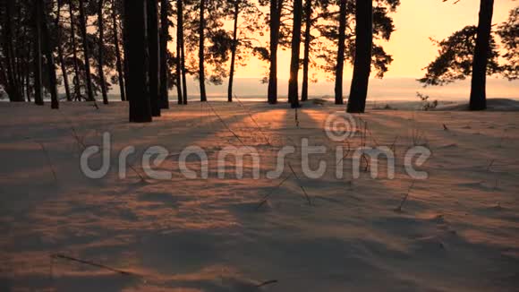 日落时冬天公园里的暴风雪在冬天的森林里雪花在美丽的阳光下飞过雪堆视频的预览图