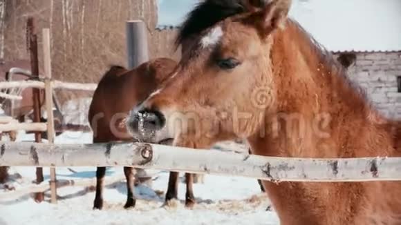 在寒冷的阳光下一匹马接受了食物治疗视频的预览图