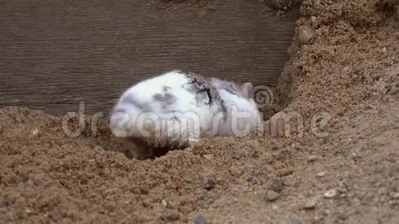 德加里亚仓鼠霍多普斯松歌露在沙子上挖了个洞视频的预览图