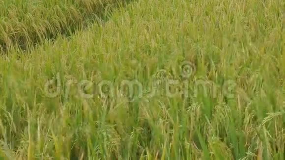 亚洲稻田谷物农场用风轻轻地吹着谷物的慢镜头视频的预览图