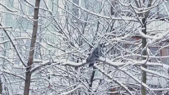 冬天两只鸽子坐在城市的雪树枝上背景是公寓楼视频的预览图