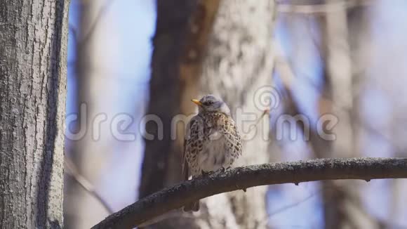鸟画眉坐在树枝上在阳光明媚的春天休息视频的预览图