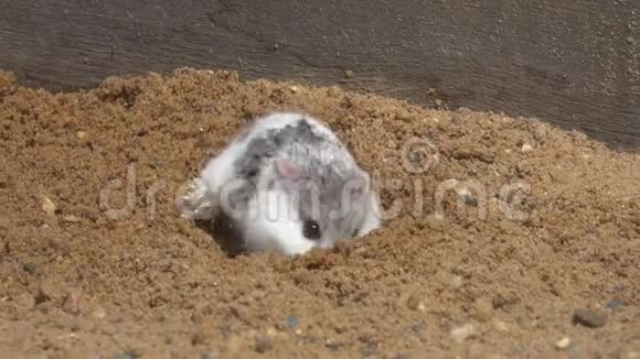 德加里亚仓鼠霍多普斯松歌露在沙子上挖了个洞视频的预览图