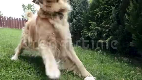 成年金毛猎犬奔跑跳跃到镜头前狗跟着相机坐在草地上摆姿势疯狂和视频的预览图