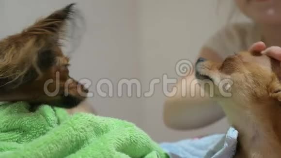 两只不同的狗洗澡后很有趣长发和短发玩具猎犬他们像视频的预览图