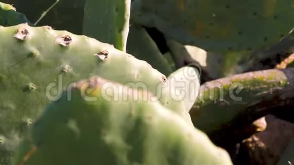 热带的大量绿色可爱的仙人掌脊椎植物自然仙人掌沙漠植物园多汁植物视频的预览图