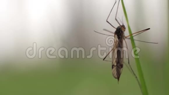 草地上的昆虫特写镜头宏观的视频的预览图