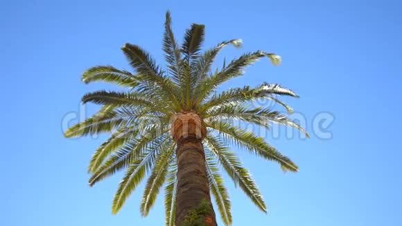 棕榈树和万里无云的天空视频的预览图