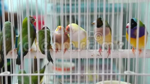 4许多五颜六色的爱鸟站在木棍上视频的预览图