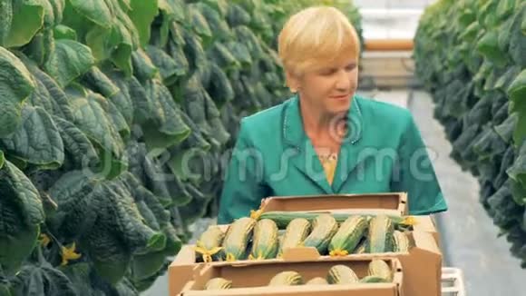 霍豪斯的员工正在寻找成熟的黄瓜来收获视频的预览图