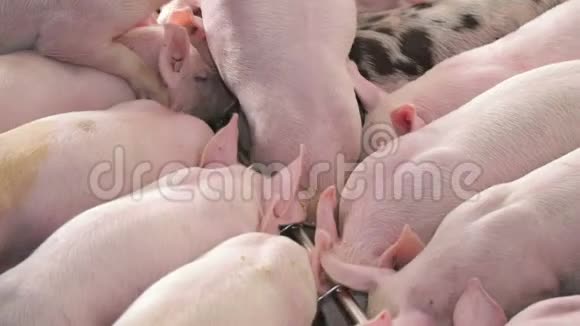 猪在养猪场互相推着吃食物从水槽里吃的猪视频的预览图