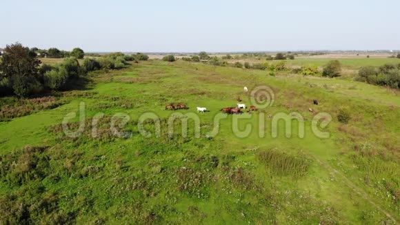 夏天阳光明媚的一天成群的马在草地上放牧空中镜头慢慢向前飞行4k视频的预览图