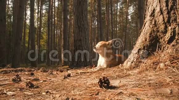 小可爱的吉娃娃狗躺在大自然上享受着春天的阳光赤瓦狗躺在松林底视频的预览图