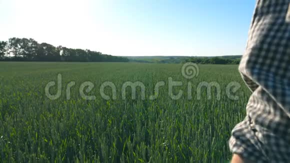 跟随着无法辨认的年轻农民走过谷田在夏日触摸绿色的麦穗视频的预览图