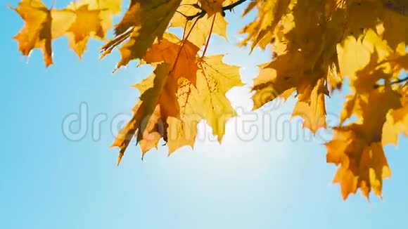 阳光透过秋天的树叶视频的预览图