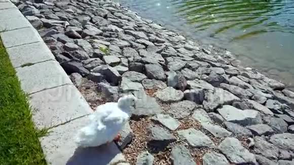 白色的鸭子有橙色的喙在岩石上朝水走去视频的预览图