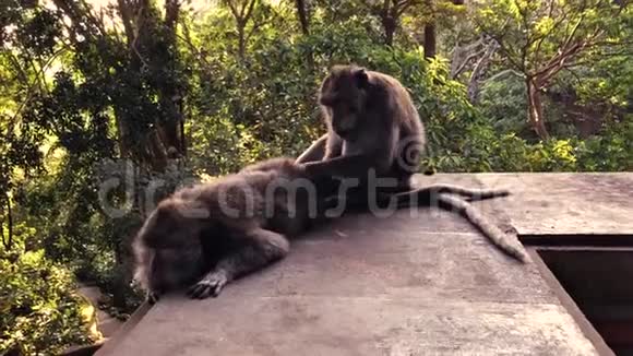 猴子从他的搭档那里抓到跳蚤视频的预览图