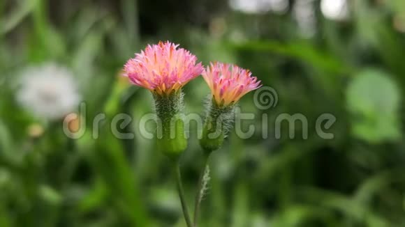 粉红色野花蓟毛茎萼片和花瓣视频的预览图