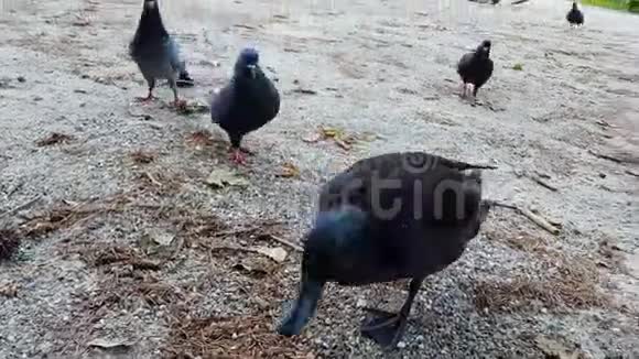 鸭子和鸽子在地上吃面包屑观鸟联系动物园视频的预览图
