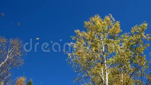 美国阿斯彭树对抗蓝天视频的预览图