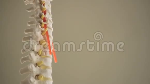 脊柱模型的特写视频的预览图