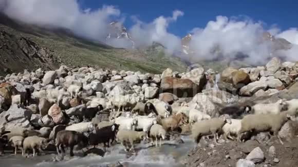 绵羊和山羊山山羊视频的预览图