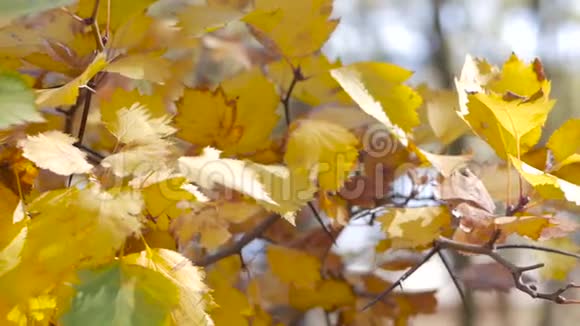 黄叶在灌木上秋天的城市公园视频的预览图